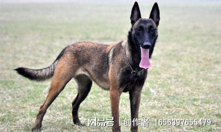 四个月大的马犬叫声，探索年轻生命的独特语言