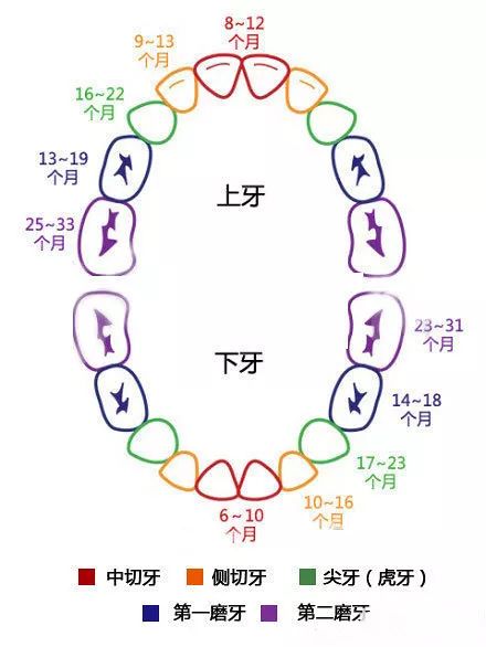 新生儿牙齿生长的时间表，几个月开始长牙齿？