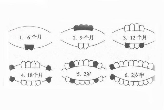 婴儿长牙的正常时间与个体差异