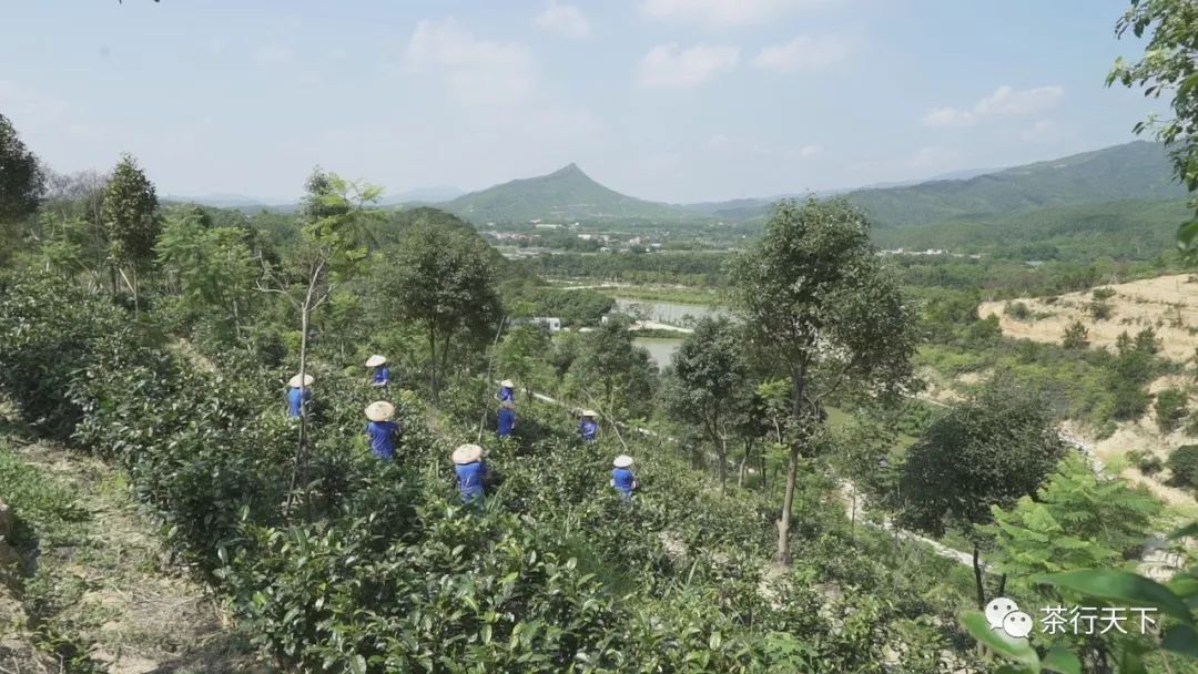 广东省生态茶园规范建设，打造绿色生态产业的新标杆