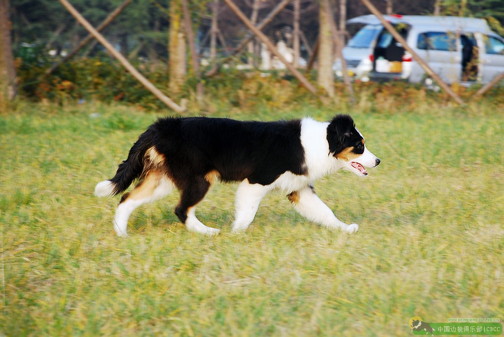 德国牧羊犬的成年时间与成长过程解析