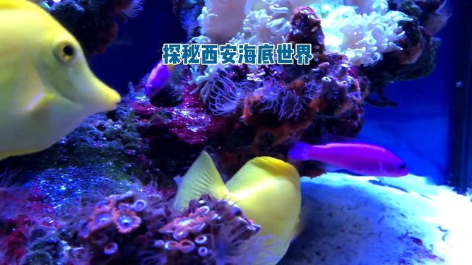 广东省博海洋馆，探秘奇妙的海洋世界