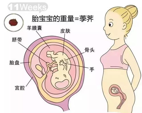 五个月胎儿的位置及其发育特点